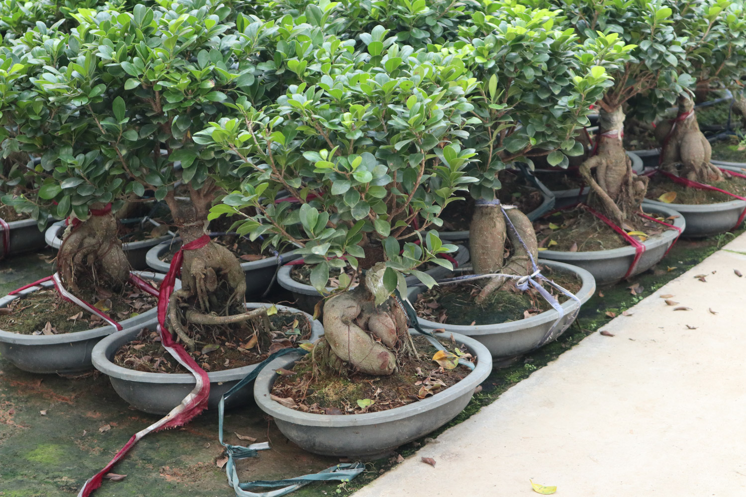 Ficus microcarpa