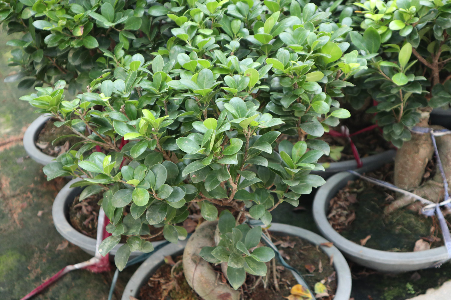 Ficus microcarpa