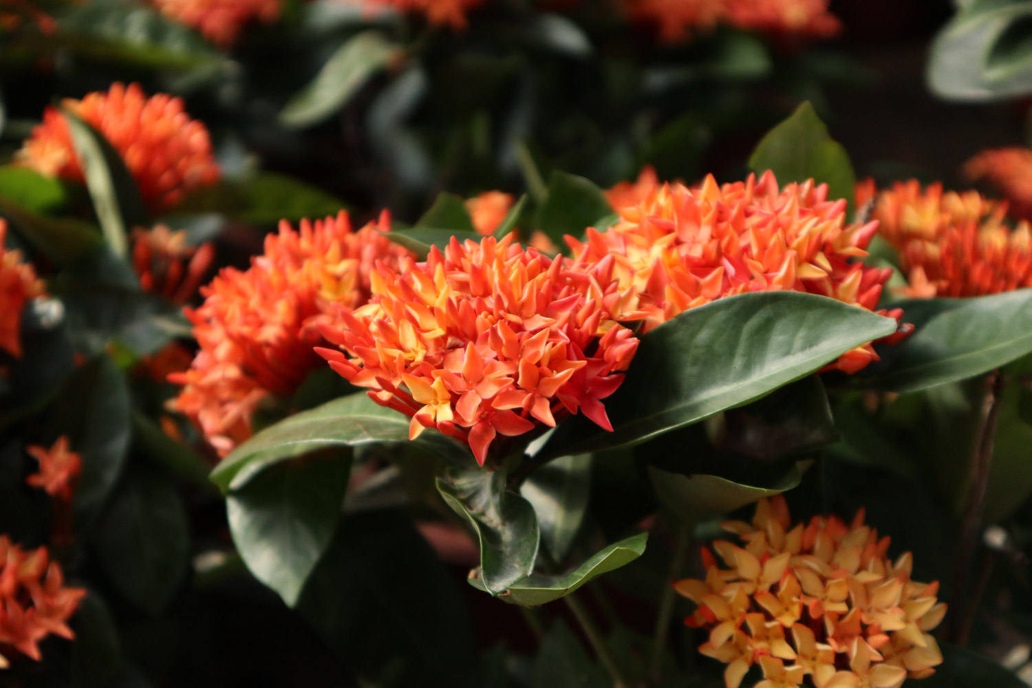 Ixora