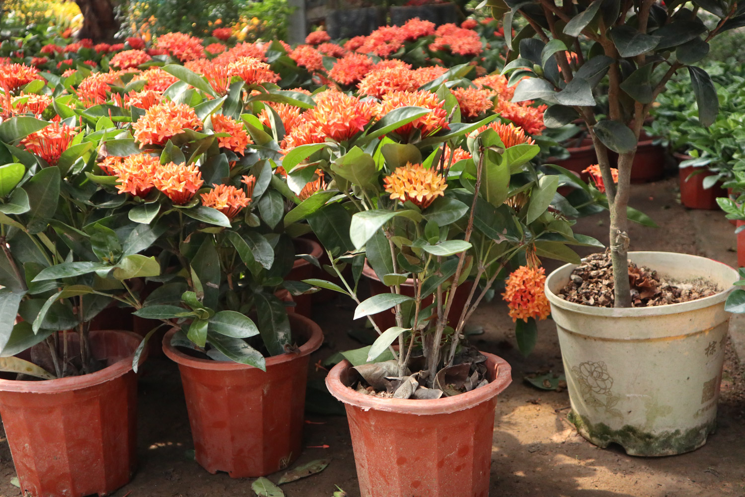 Ixora