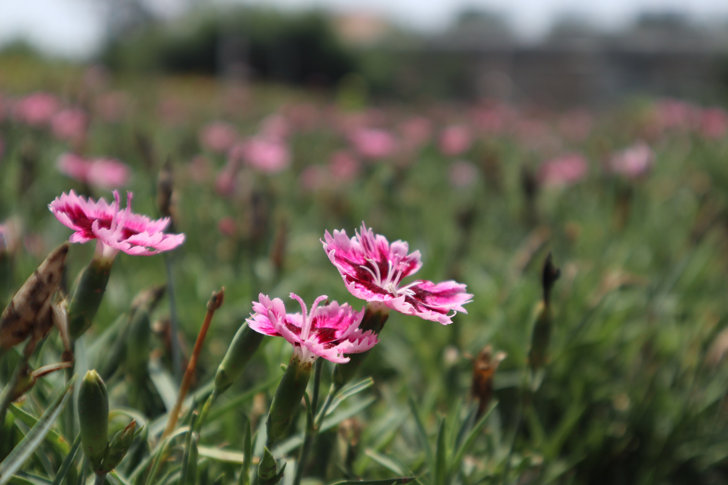 dianthus