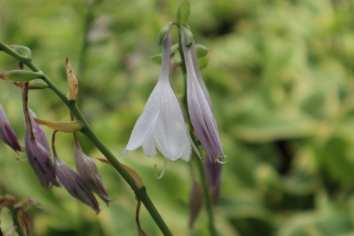 Hosta