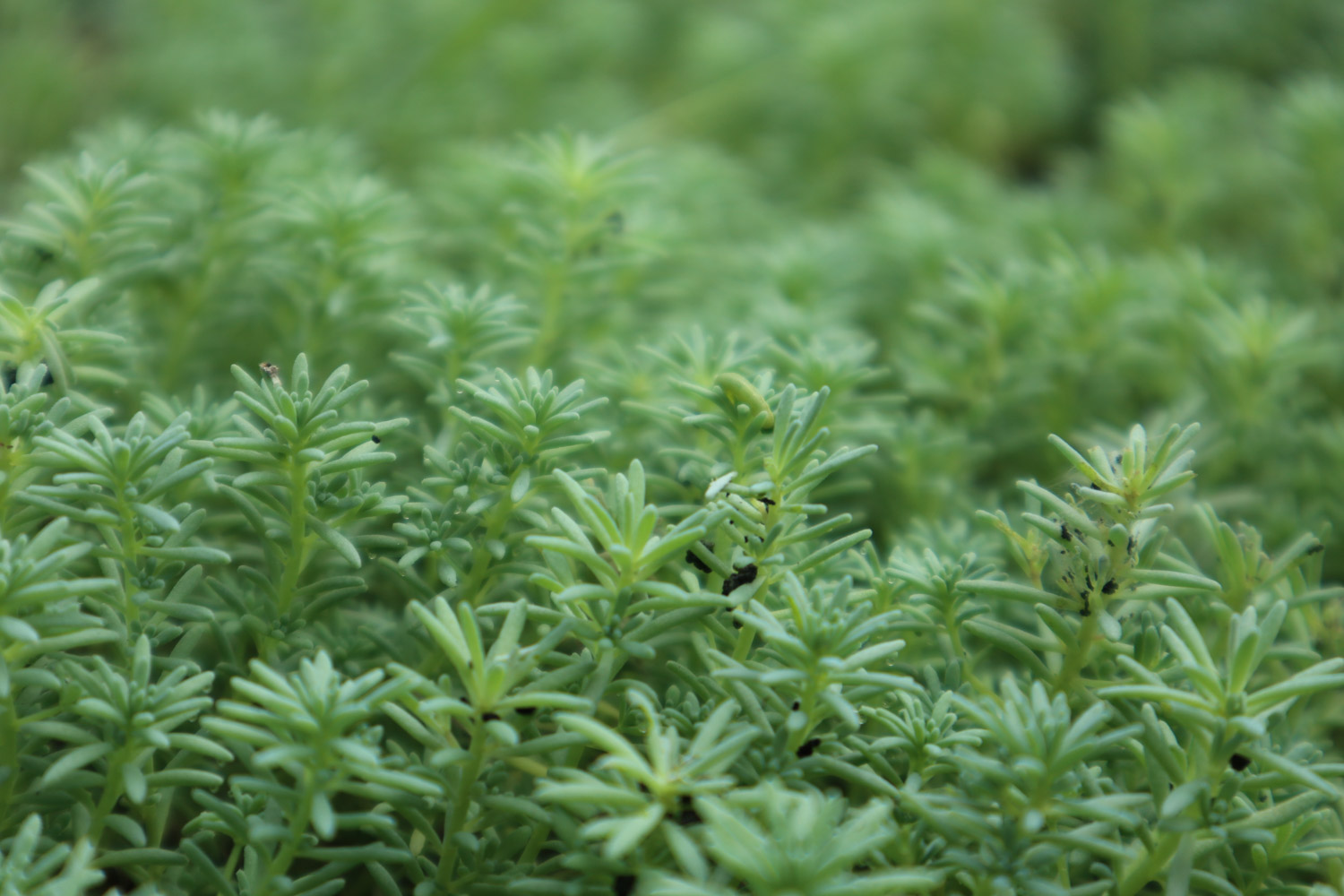 Wannian grass with thin snow