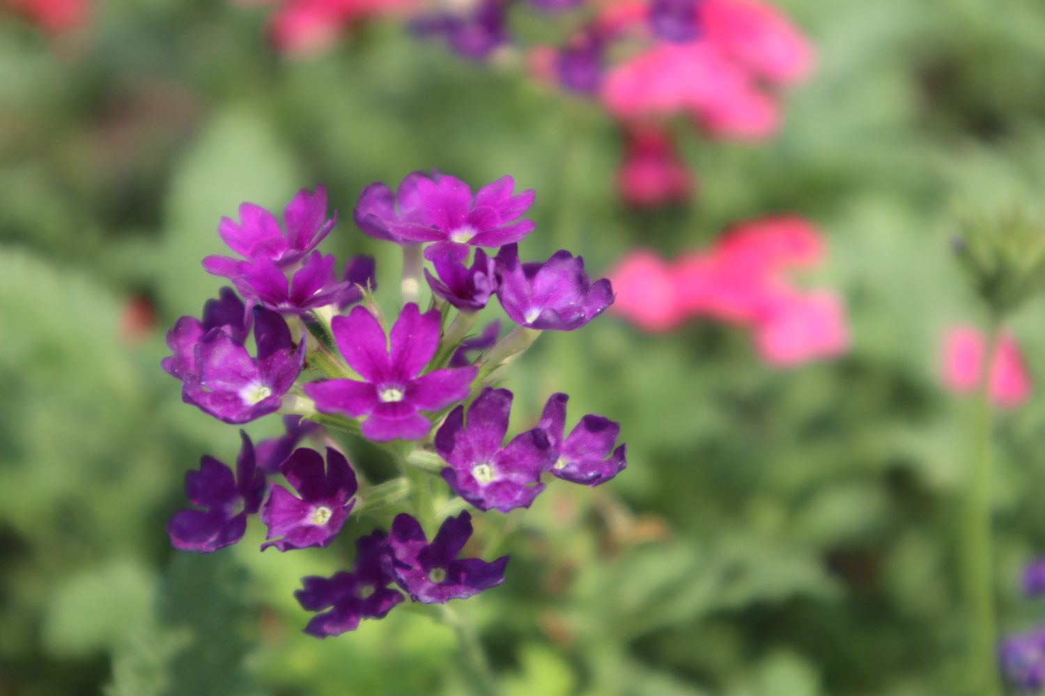 Verbena