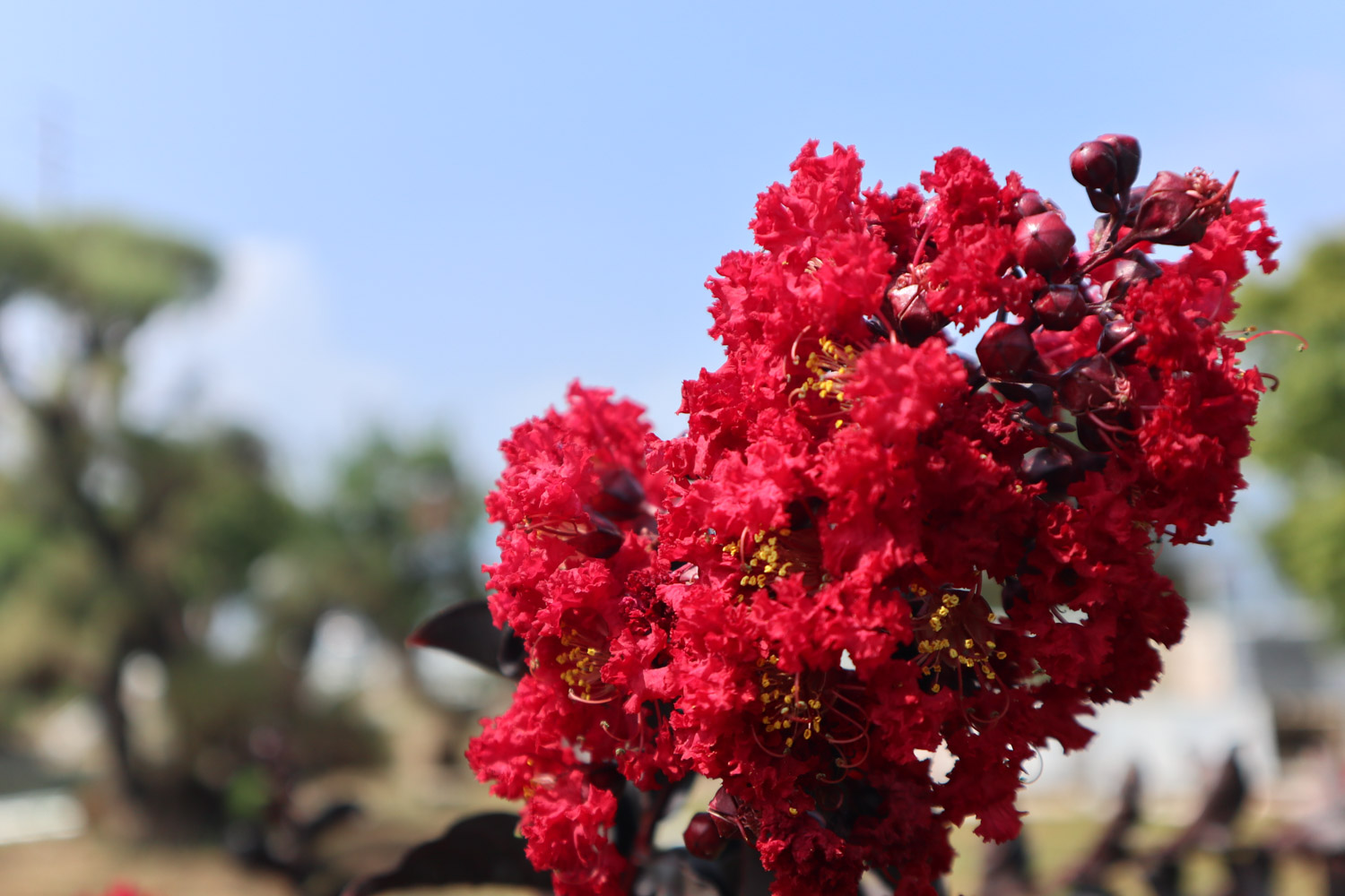 Crape myrtle