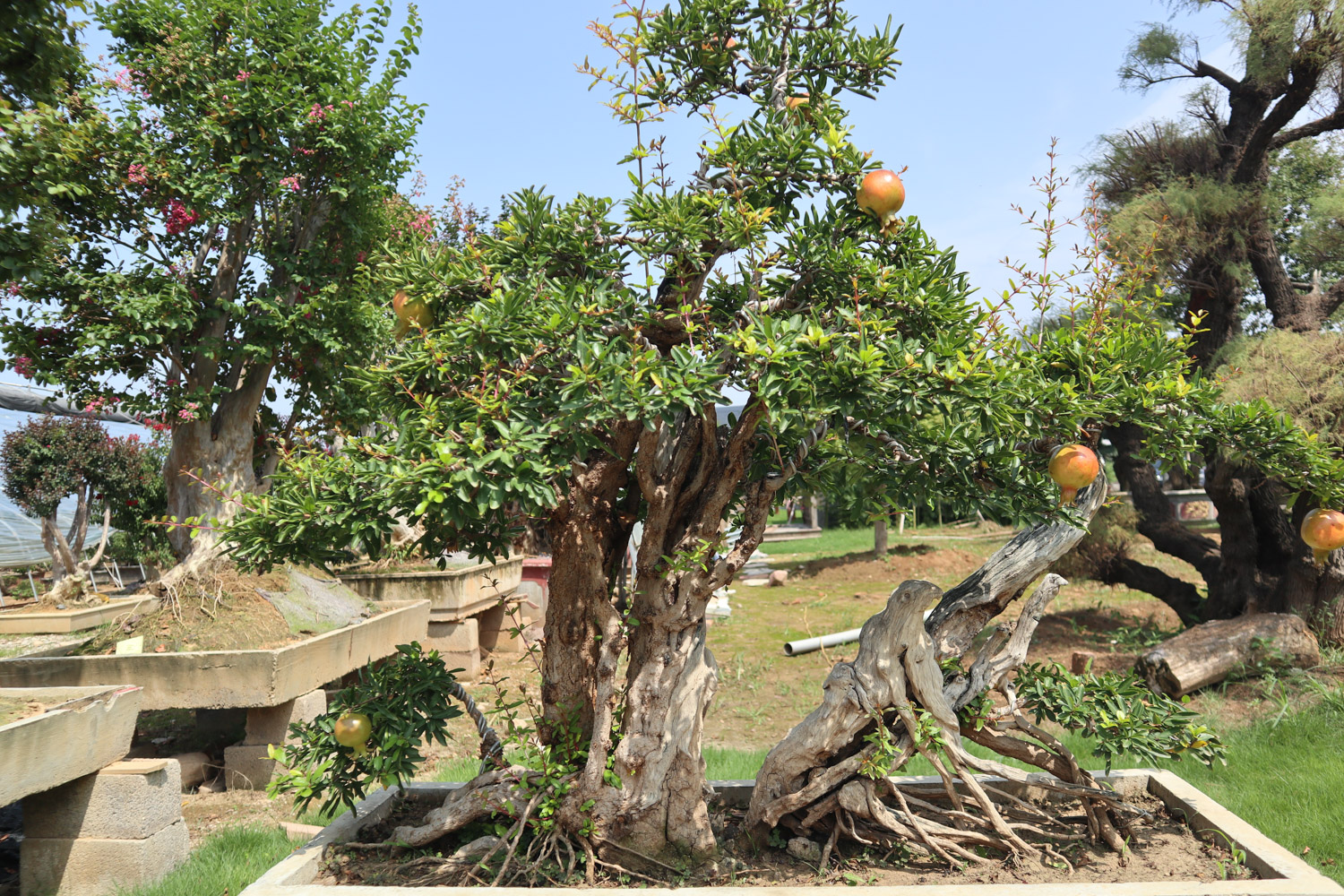 pomegranate