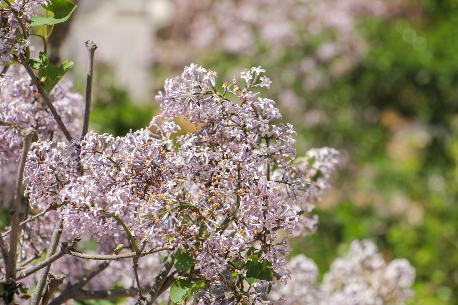 Lilac