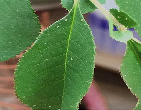 Leaves of papaya Begonia