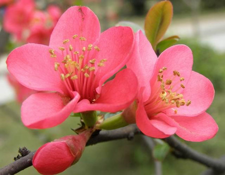 Flower of papaya Begonia