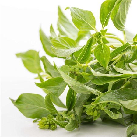 Observe the leaves to distinguish basil and Schizonepeta tenuifolia