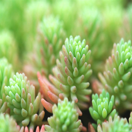 Ball pine leaves