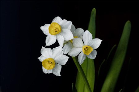 Chinese Narcissus