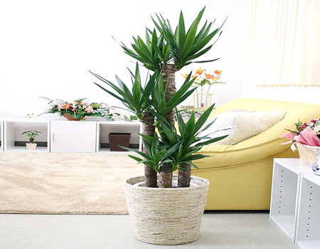 Differences between the plants of Cymbidium and yucca