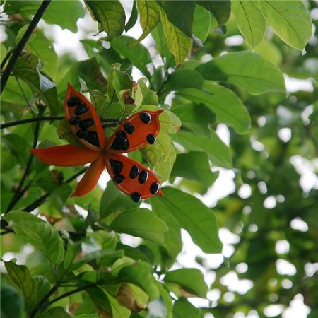 Differences in branches and leaves between pingpo and pseudopingpo