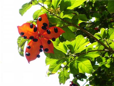 The difference of fruit between pingpo and pseudopingpo