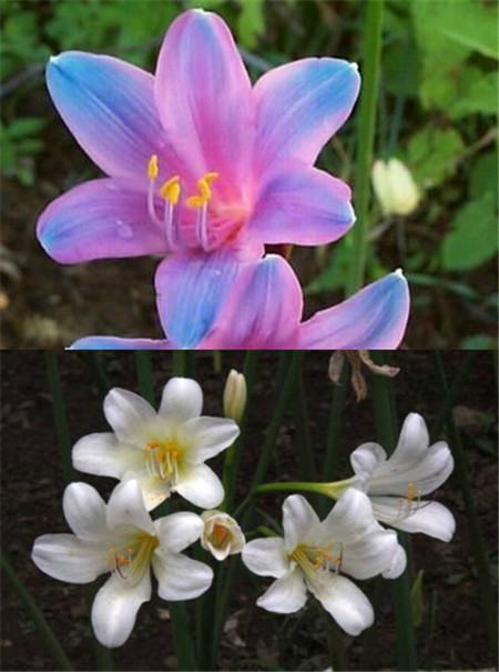 Comparison of flowers of Changjin flower and LUCONG flower