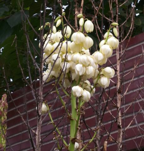 Differences of distribution areas between Cymbidium and yucca