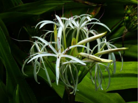 Crinum sinensis