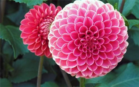 Dahlia