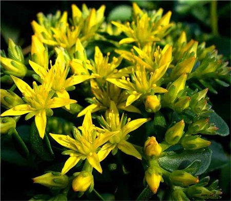 Panax notoginseng Sedum