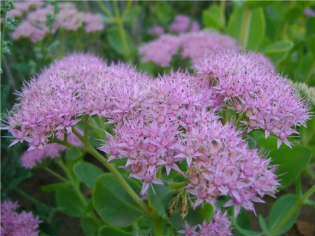 Flower pattern differentiation