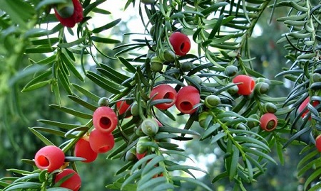 chinese yew