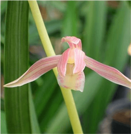 Chinese cymbidium