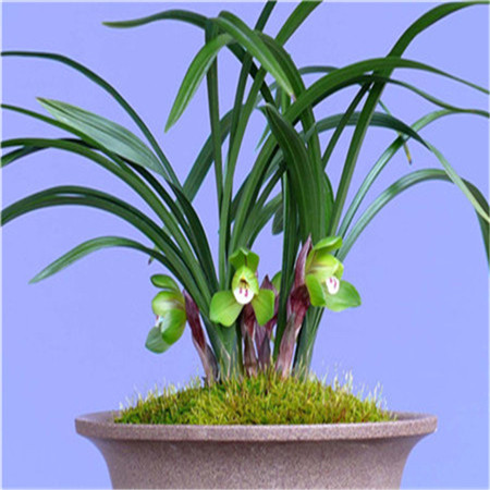 cymbidium