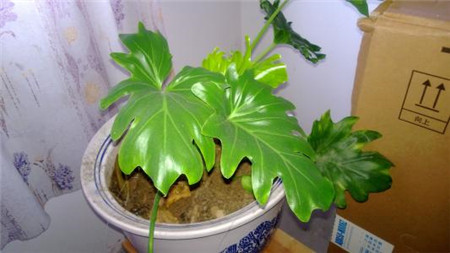 Green plant