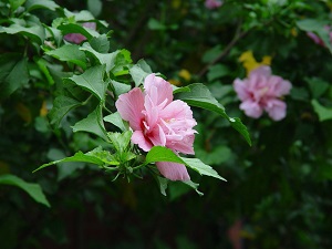 hibiscus