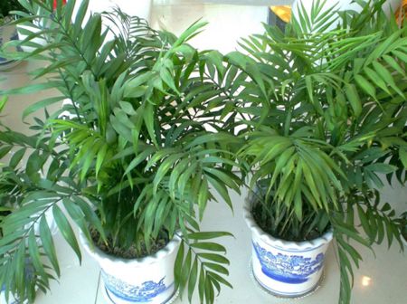 Two pots of green plants