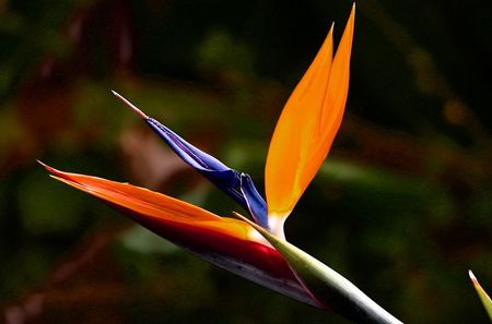 Bird of Paradise