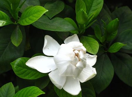 Gardenia