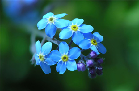 Forget me not to blossom