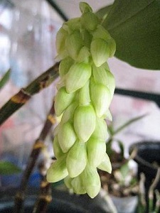 Dendrobium flower bud