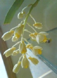 Beautiful and elegant Dendrobium flowers