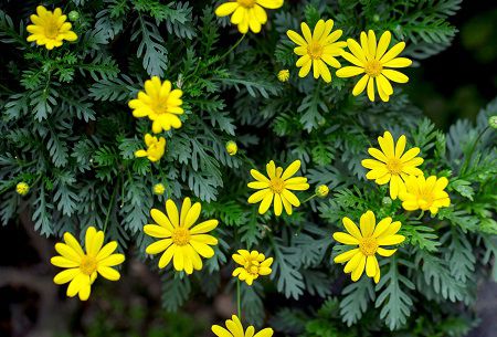 Golden chrysanthemum in full bloom