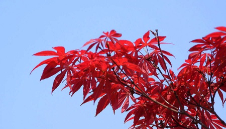 red maple