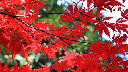 Red maple branches and leaves