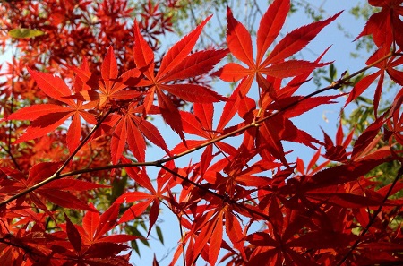 Acer henryi