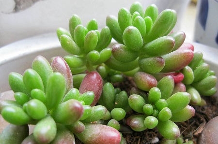 Rainbow jade plant