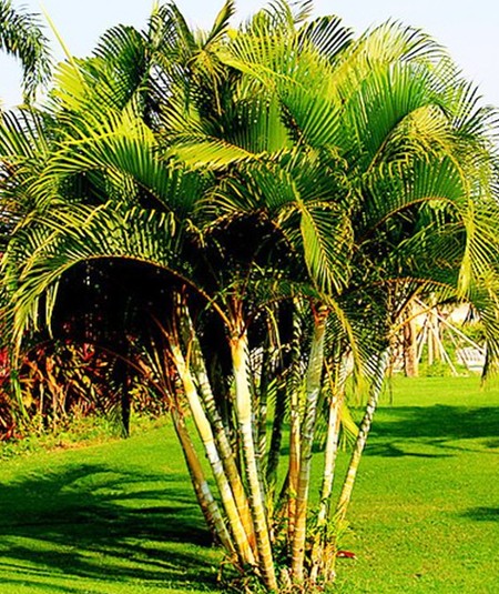 Garden planting