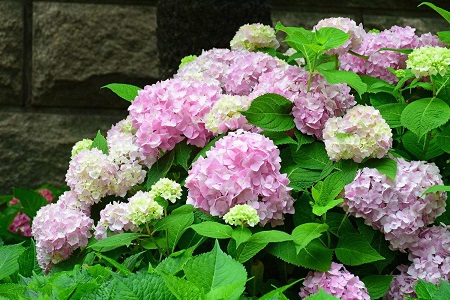 Hydrangea