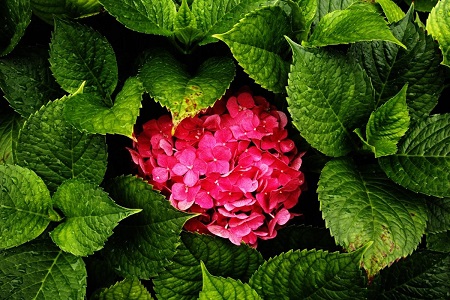 Hydrangea plant