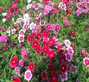 Colorful carnation flowering