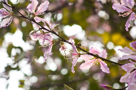 Bauhinia