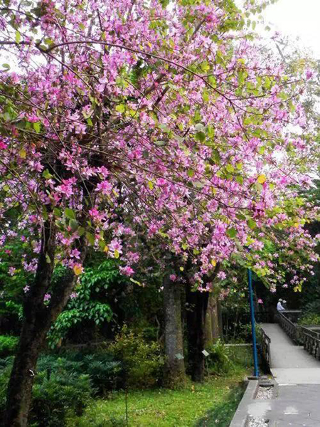 Bauhinia blakeana