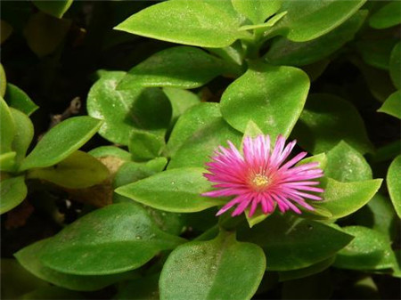 Dew grass plant