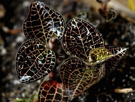 Anoectochilus roxburghii