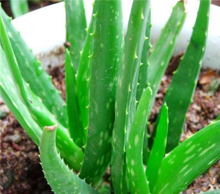 Aloe arborescens